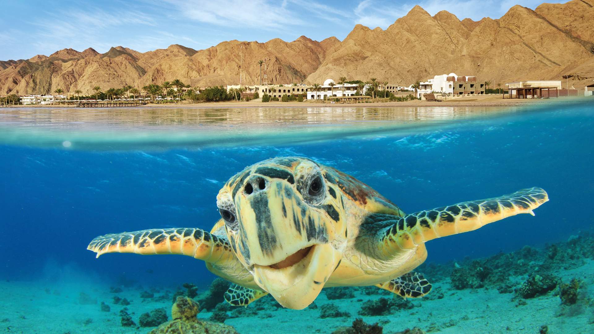 Boat Trip to Tiran Island including Snorkeling