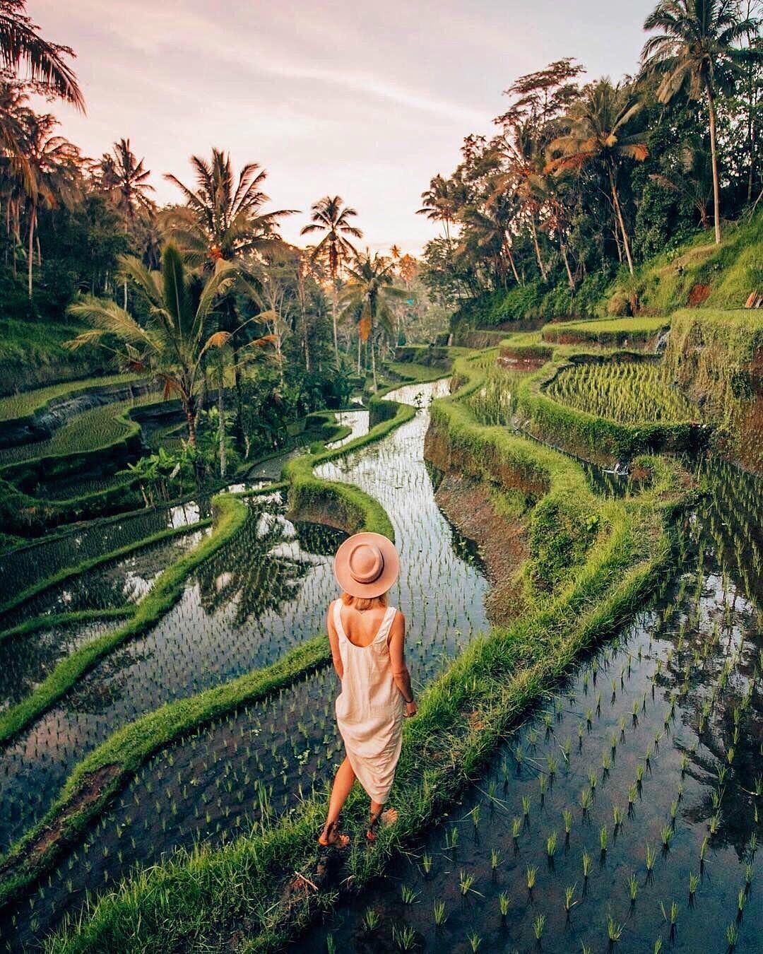 Half-Day Ubud Tour: Monkey Forest, Tegallalang Rice Terrace & Coffee Plantation