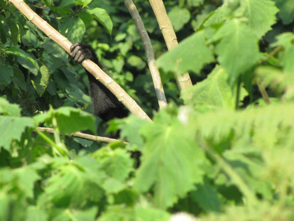 3 Day Gorilla Trekking Safari at Bwindi National Park