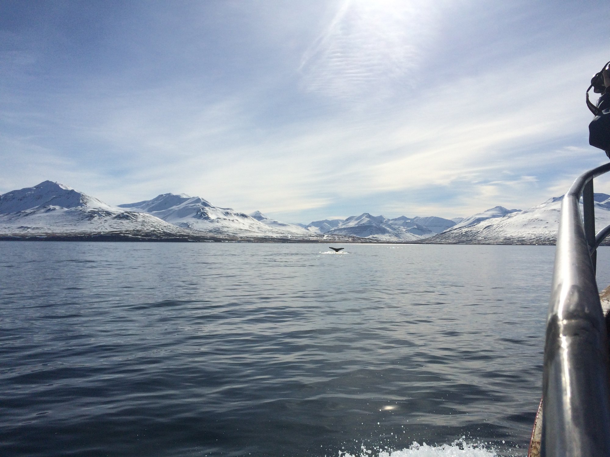 Classic Whale Watching from Dalvík