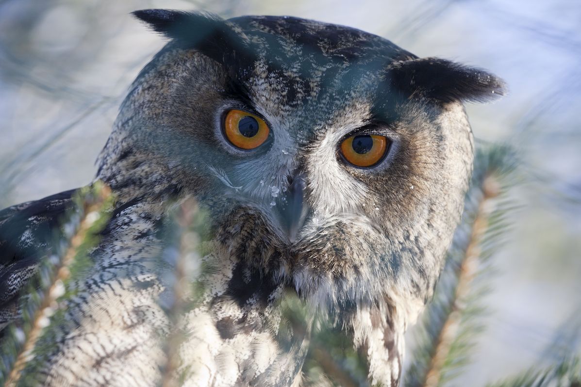 Ranua Wildlife Park Guided Tour, Lunch included