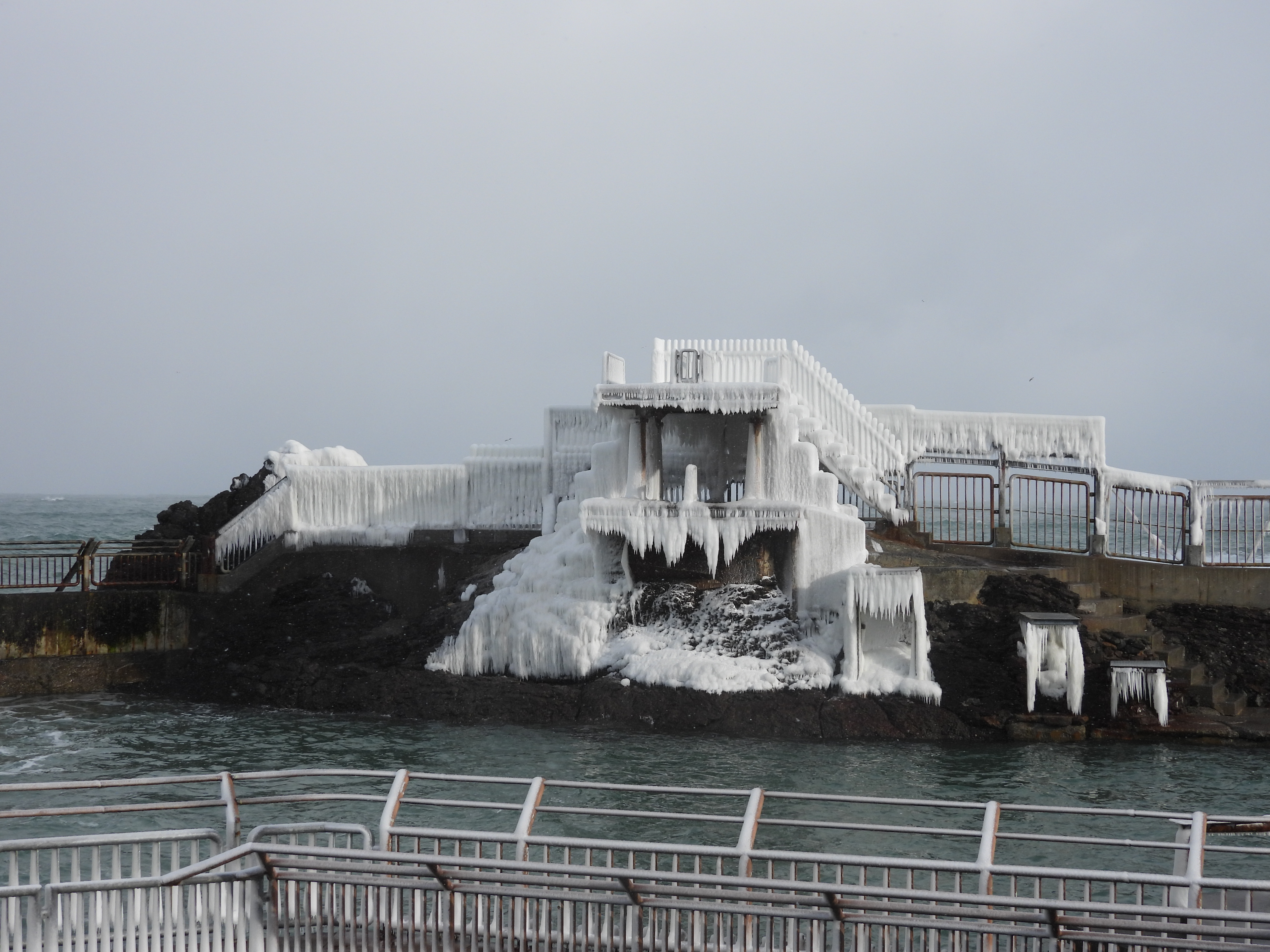[1/25 (Sat) Limited] Otaru Aquarium Backyard and Dolphin Special Explanation/Winter Marine Animal Park Tour (with kaisendon lunch)