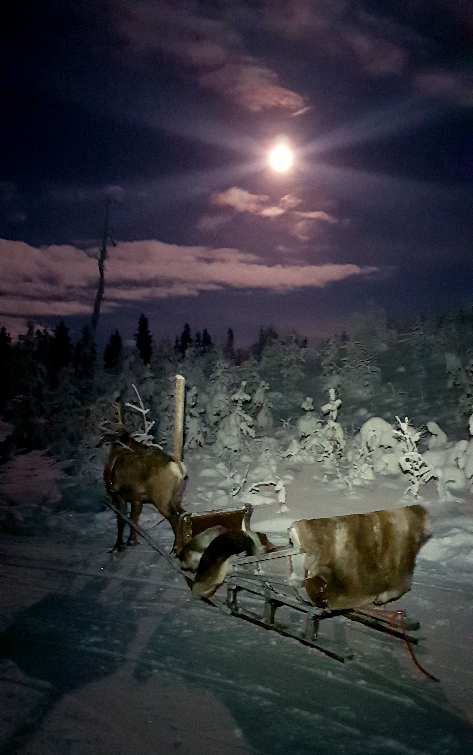 Reindeer sleigh ride under the beautiful  evening sky