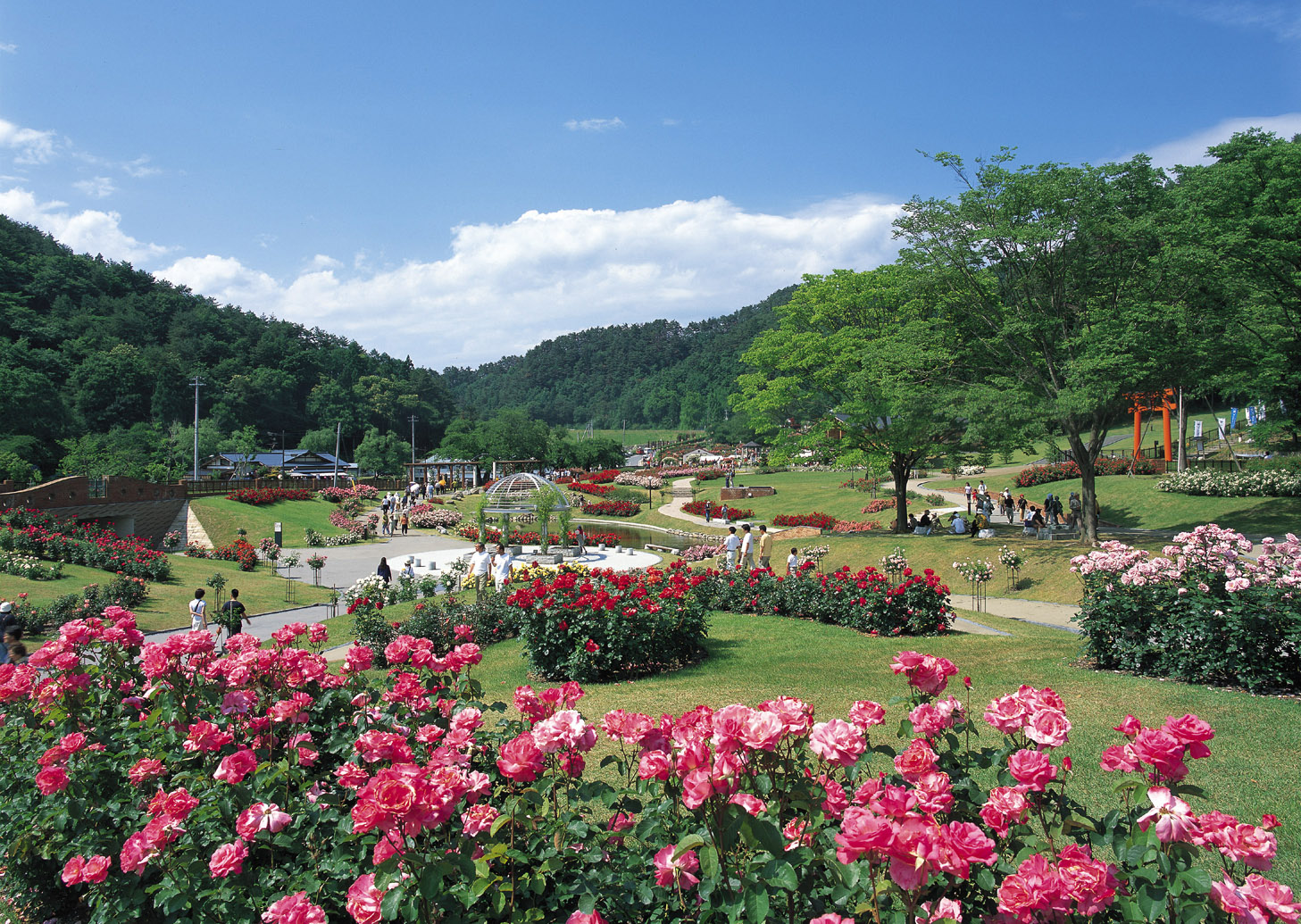 【バラまつり2026】東沢バラ公園入園チケット｜春・秋開催｜山形県村山市