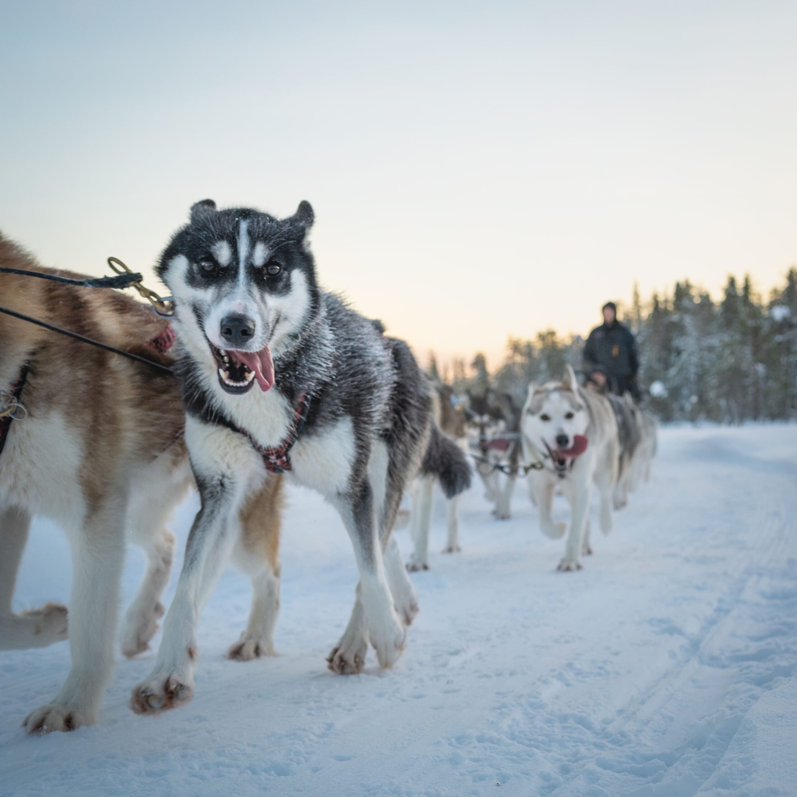 Husky Park Visit with Tiny Quarter (2 km) Husky ride