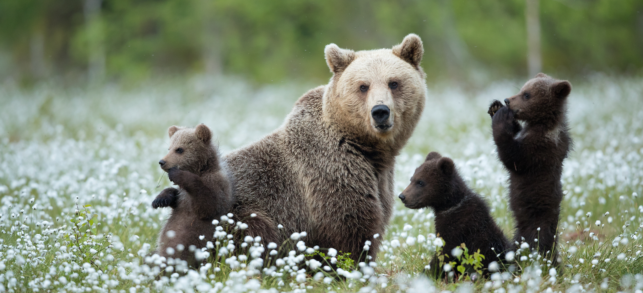 Guaranteed Bear watching & Photographing Experience