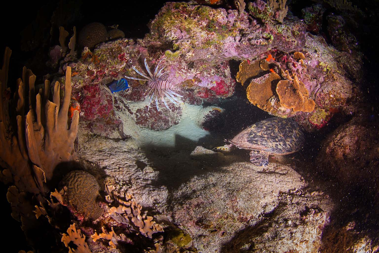 Sunset- night snorkel trip