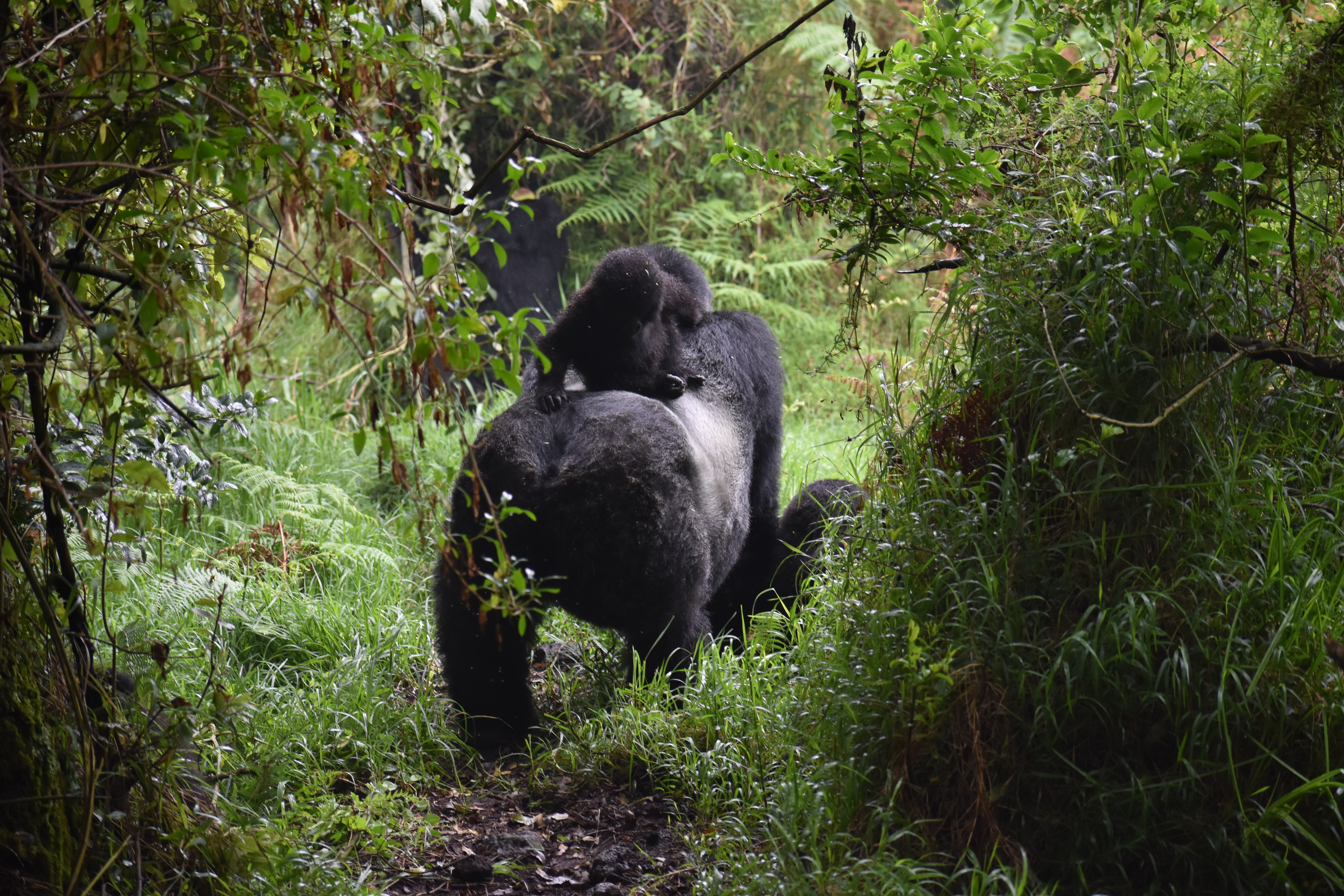 2-Day Rwanda Gorilla Trekking Budget Safari