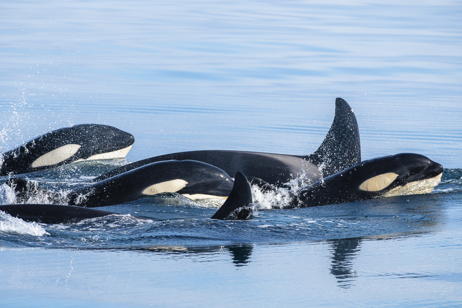 Whale Watching Ólafsvík