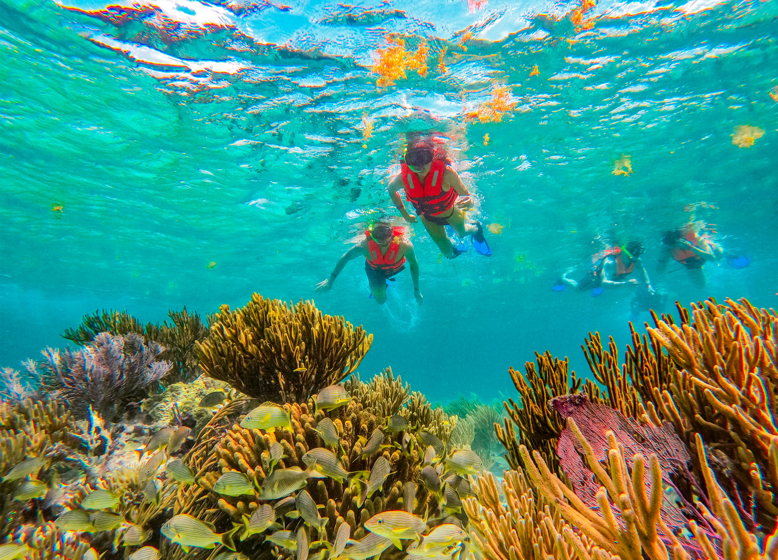 National Park Reef Snorkeling Tour with Beachside Lunch