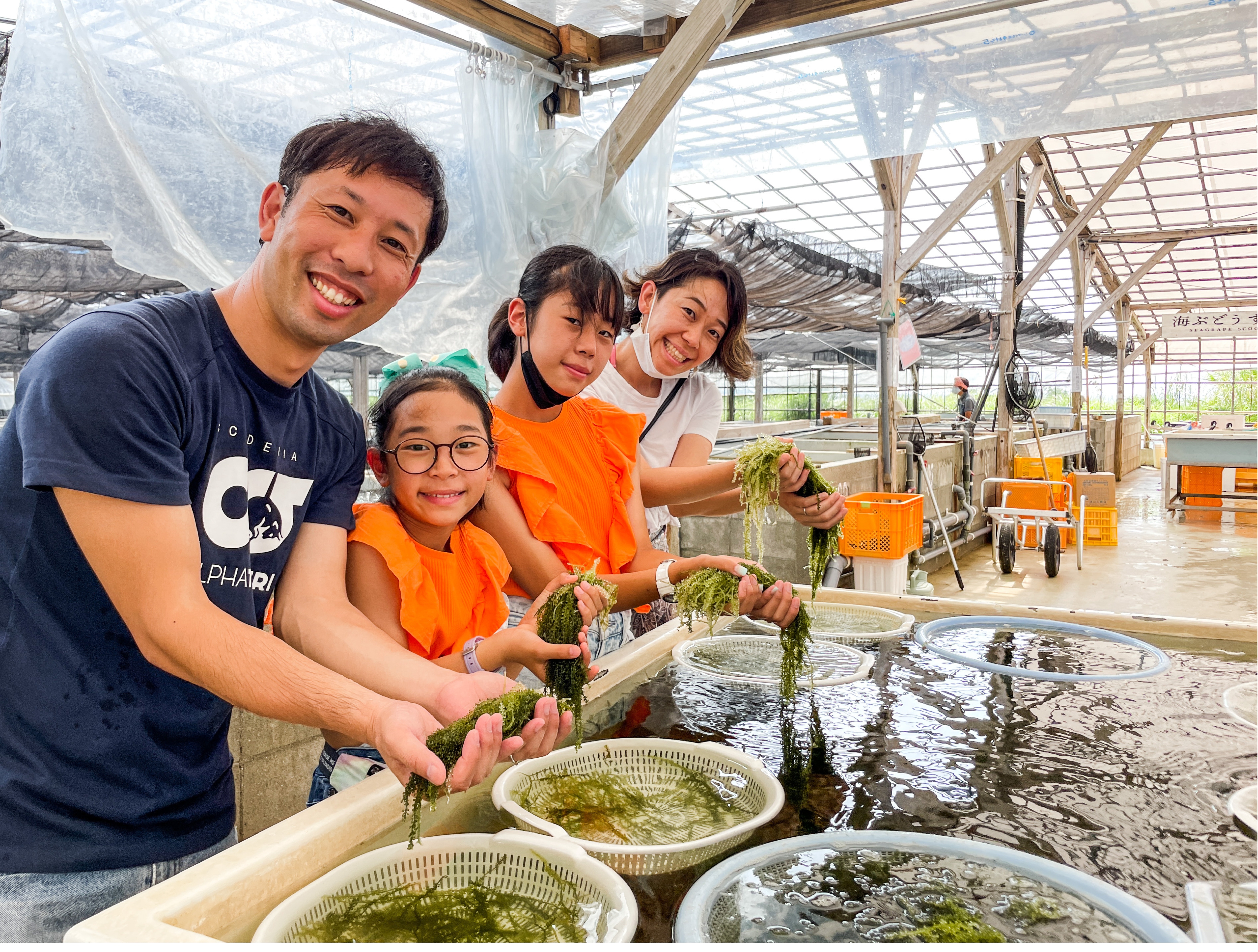 海ぶどうつみとり体験＆海ぶどうすくい（養殖場見学ツアー・試食付）