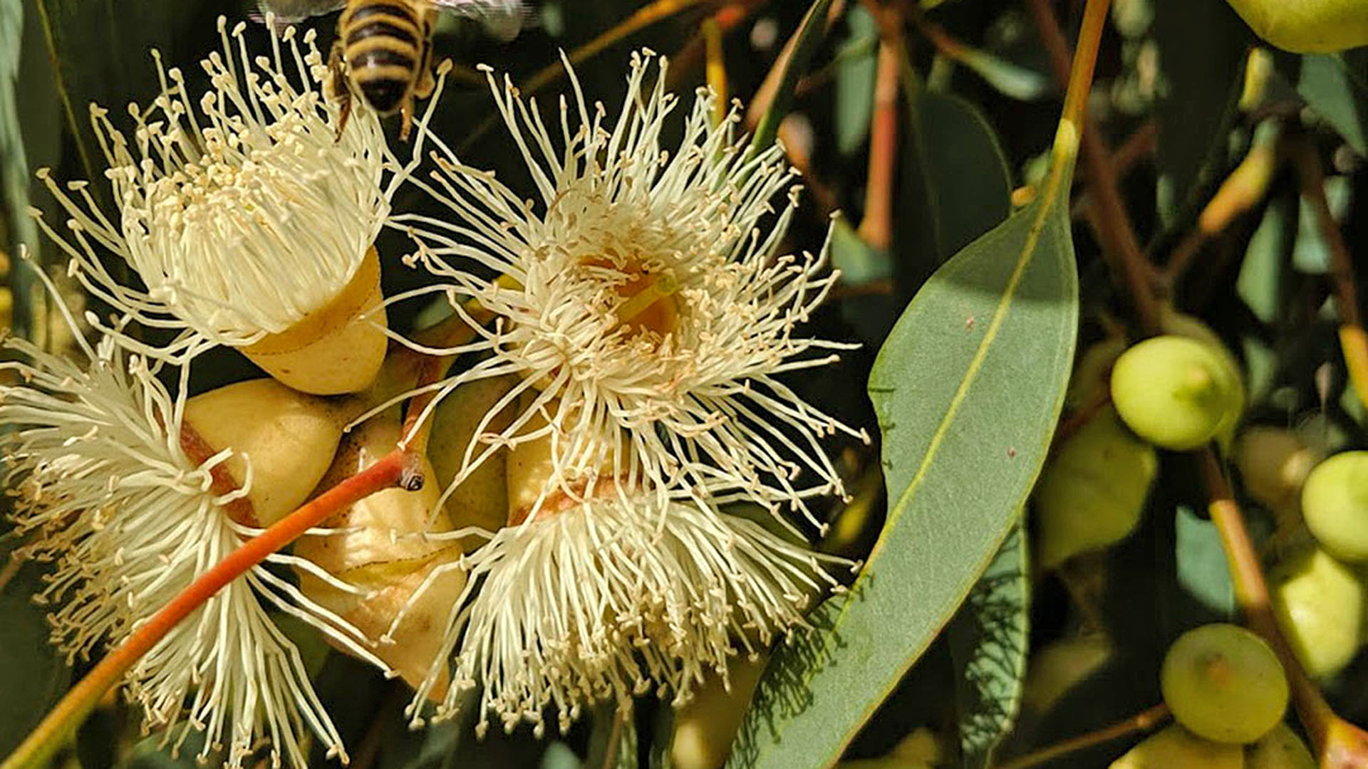 National Eucalypt Day Walk - Melbourne Gardens