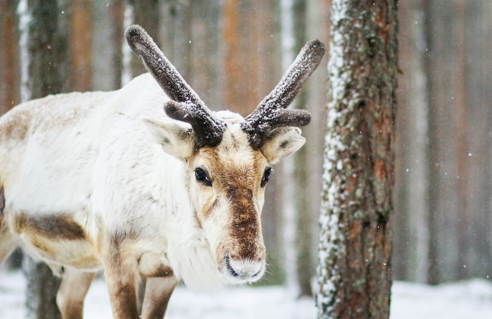 Snowshoe Trip on Scenery Mountain - Rovaniemi