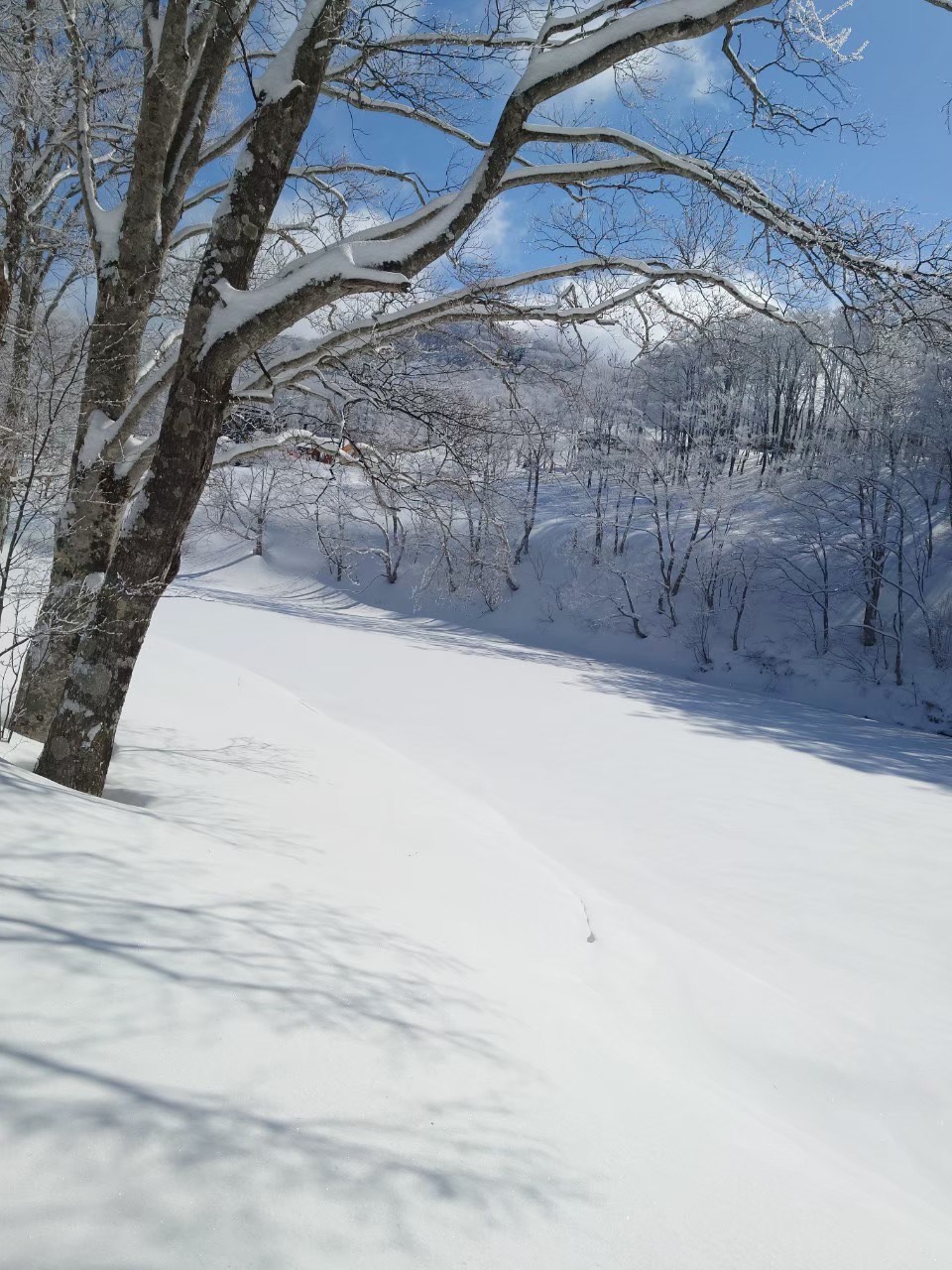 BEAUTIFUL ZAO WINTER VIEW SNOW HIKE SKI with English speaking assistant