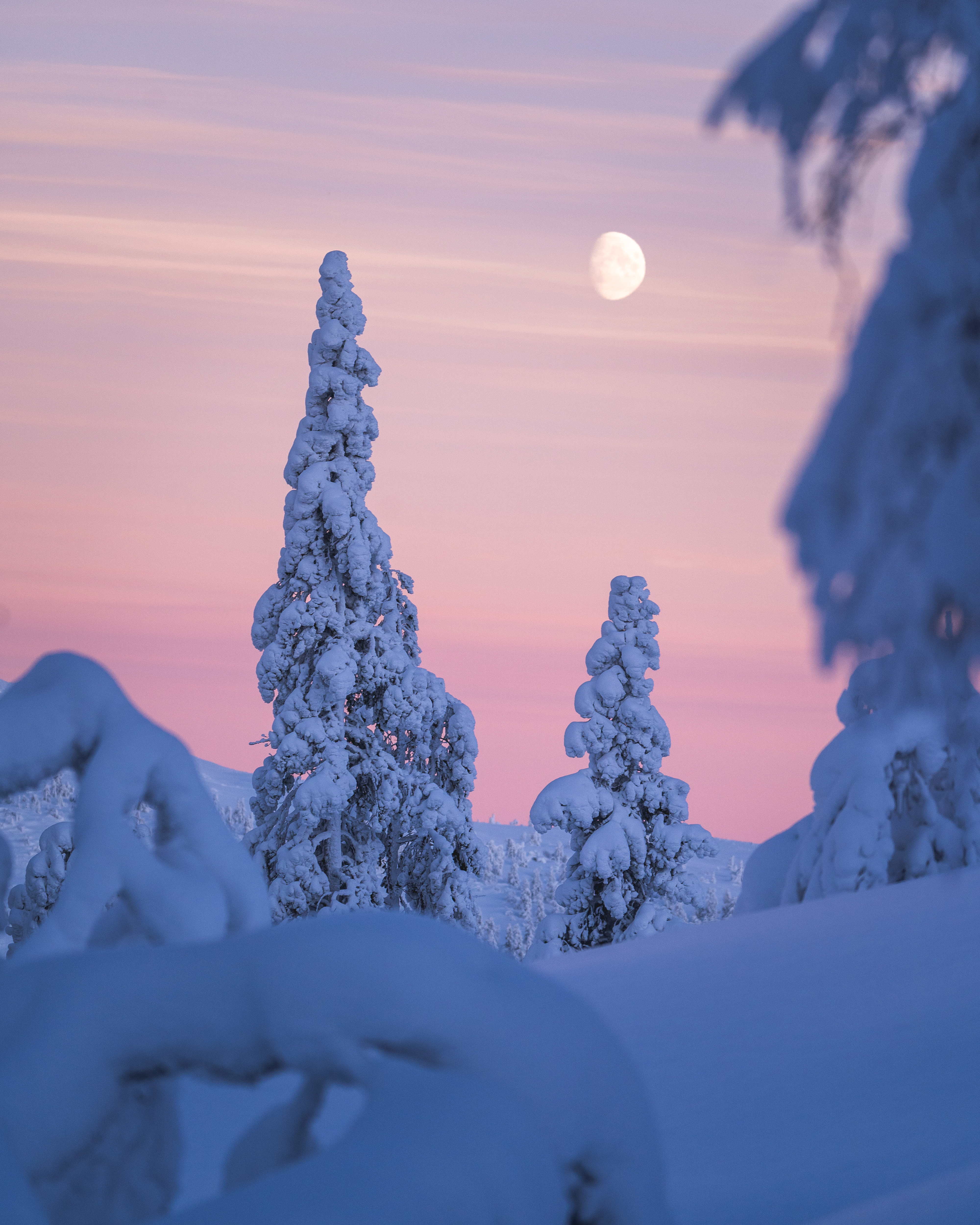 Snowmobile Adventure In The Arctic Forest