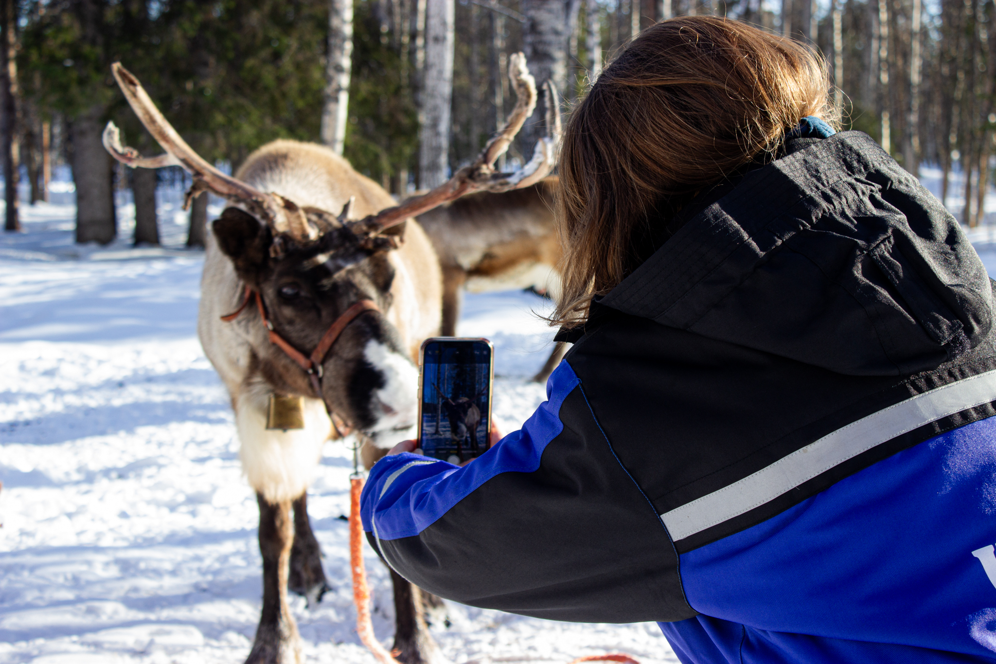A Snowmobile Safari to a Traditional Reindeer Farm in Levi
