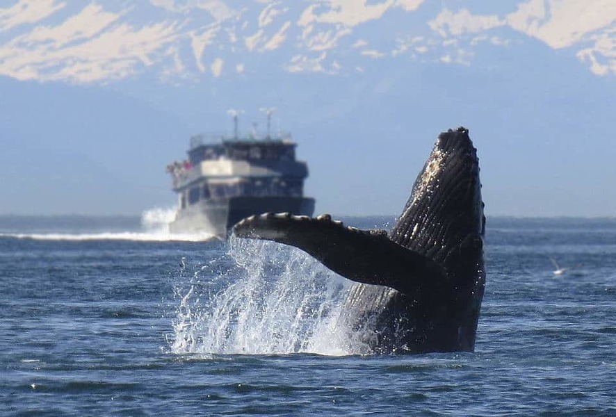Whale watching in Skjervoy, Norway