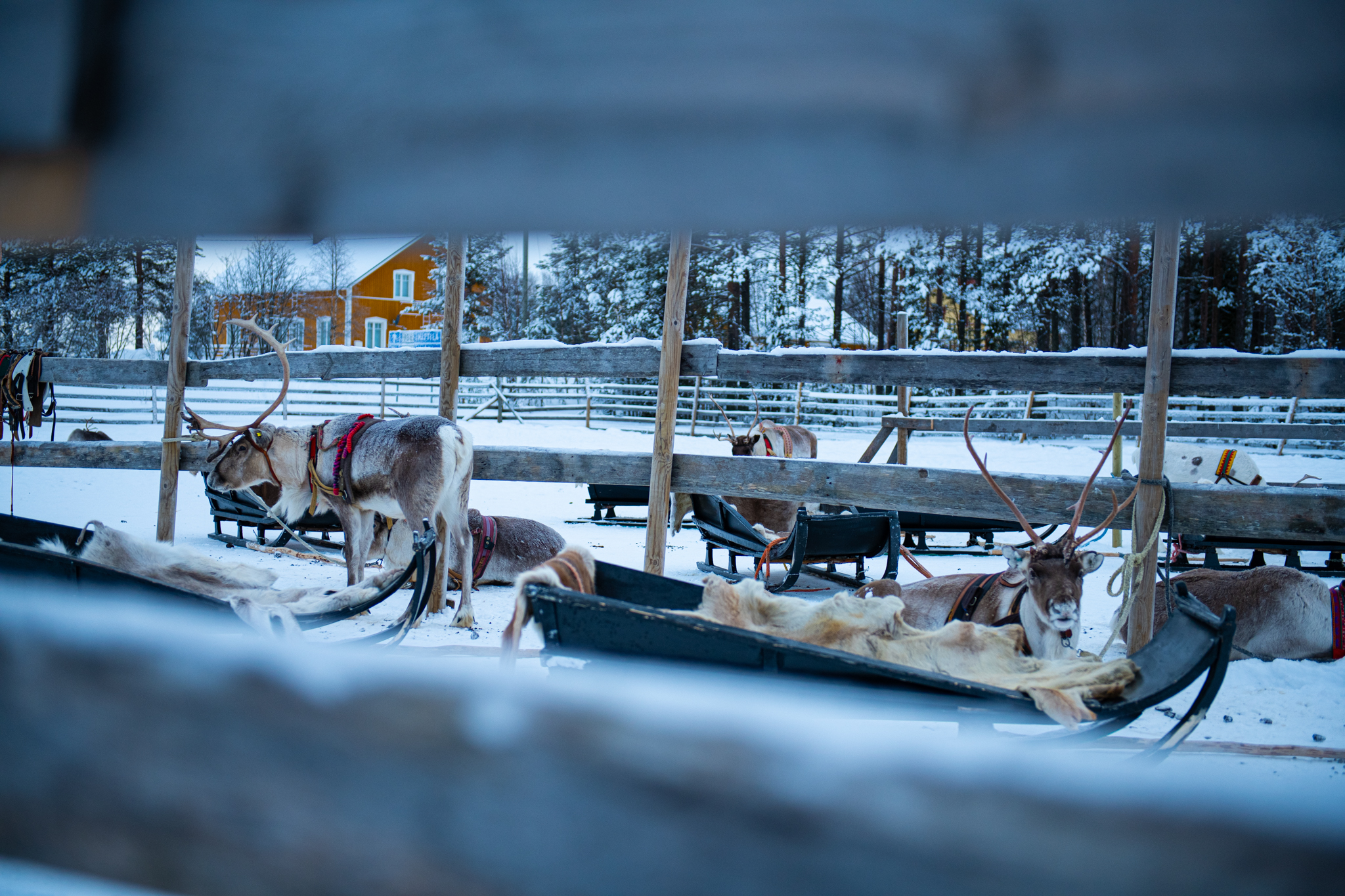 A snowmobile safari to reindeerfarm - Private group