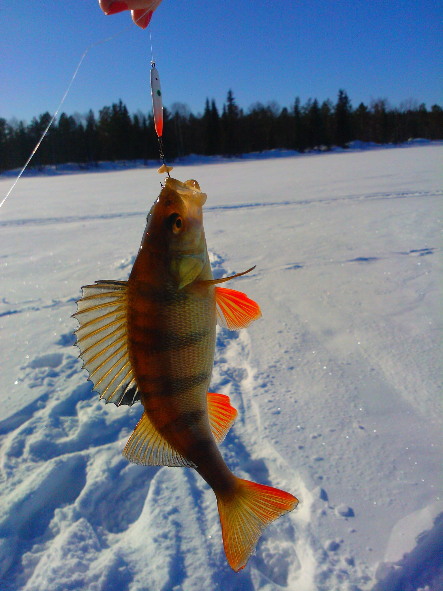 An easy snowmobile safari with ice fishing - private group