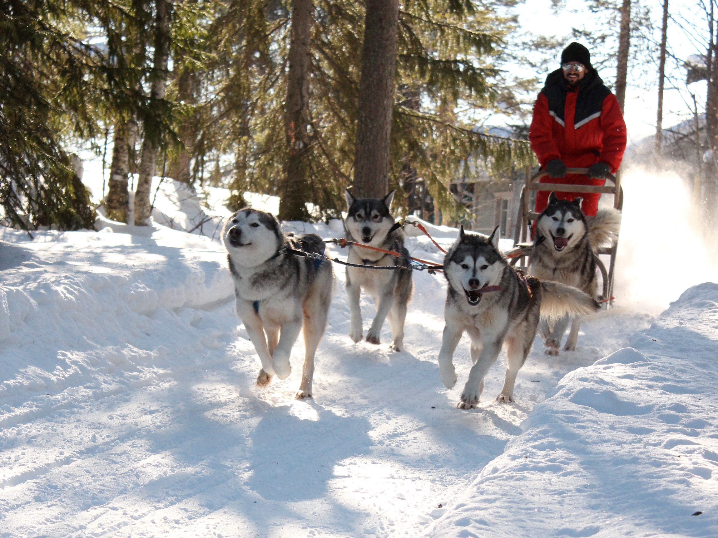 4 km morning mushing, 12th January-10th April