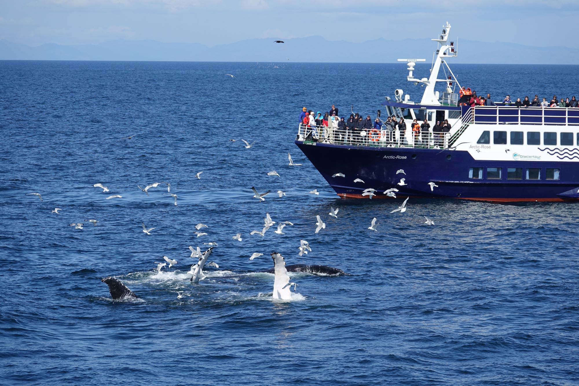 Whale Watching and Marine Life Tour in Faxafloi