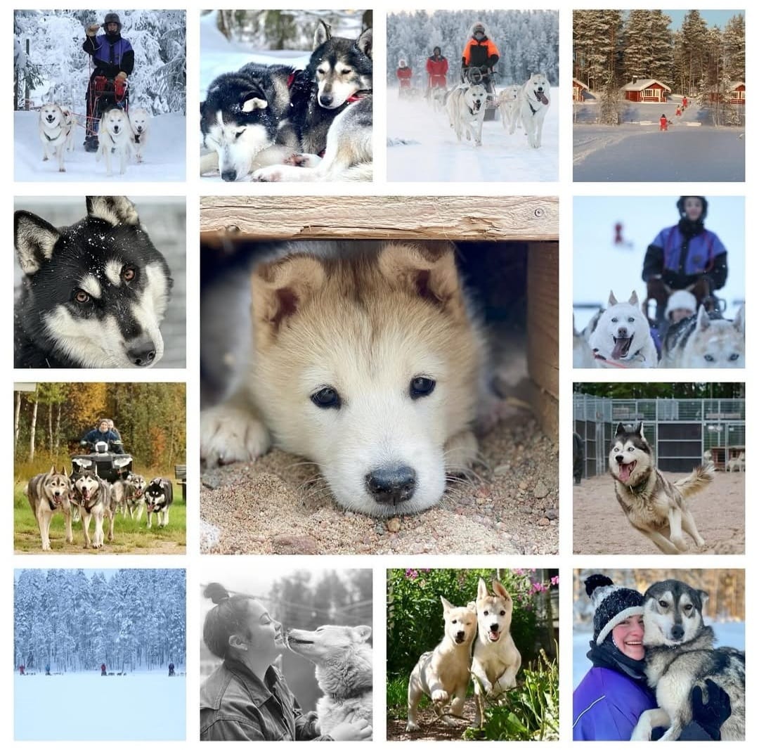 Kennel Tour at Korvala