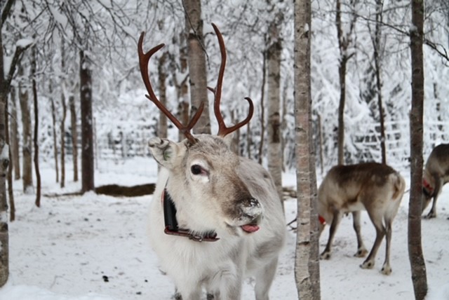 Snowmobilesafari to the reindeer farm