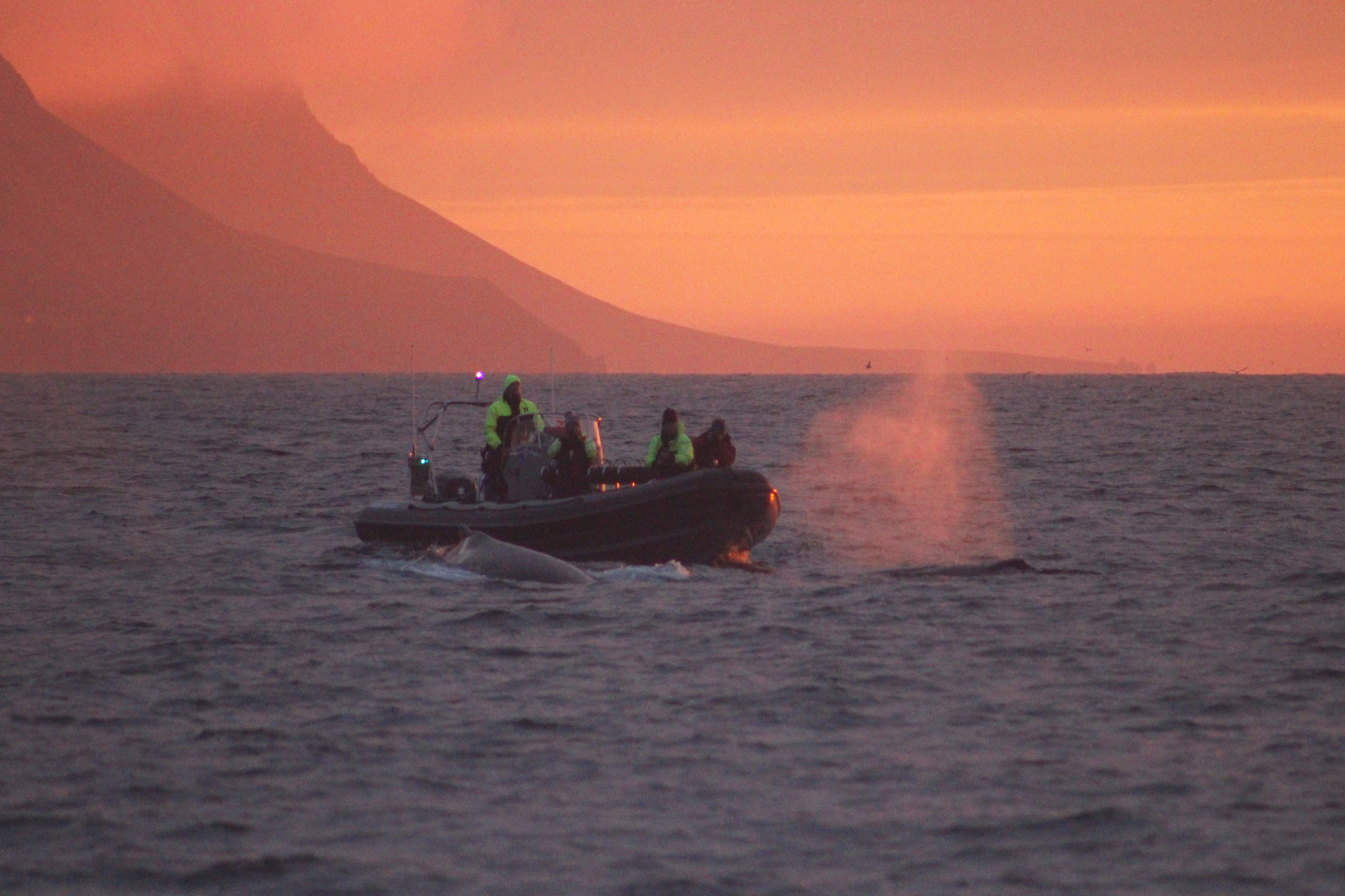 Akureyri Express Whales in the Midnight Sun