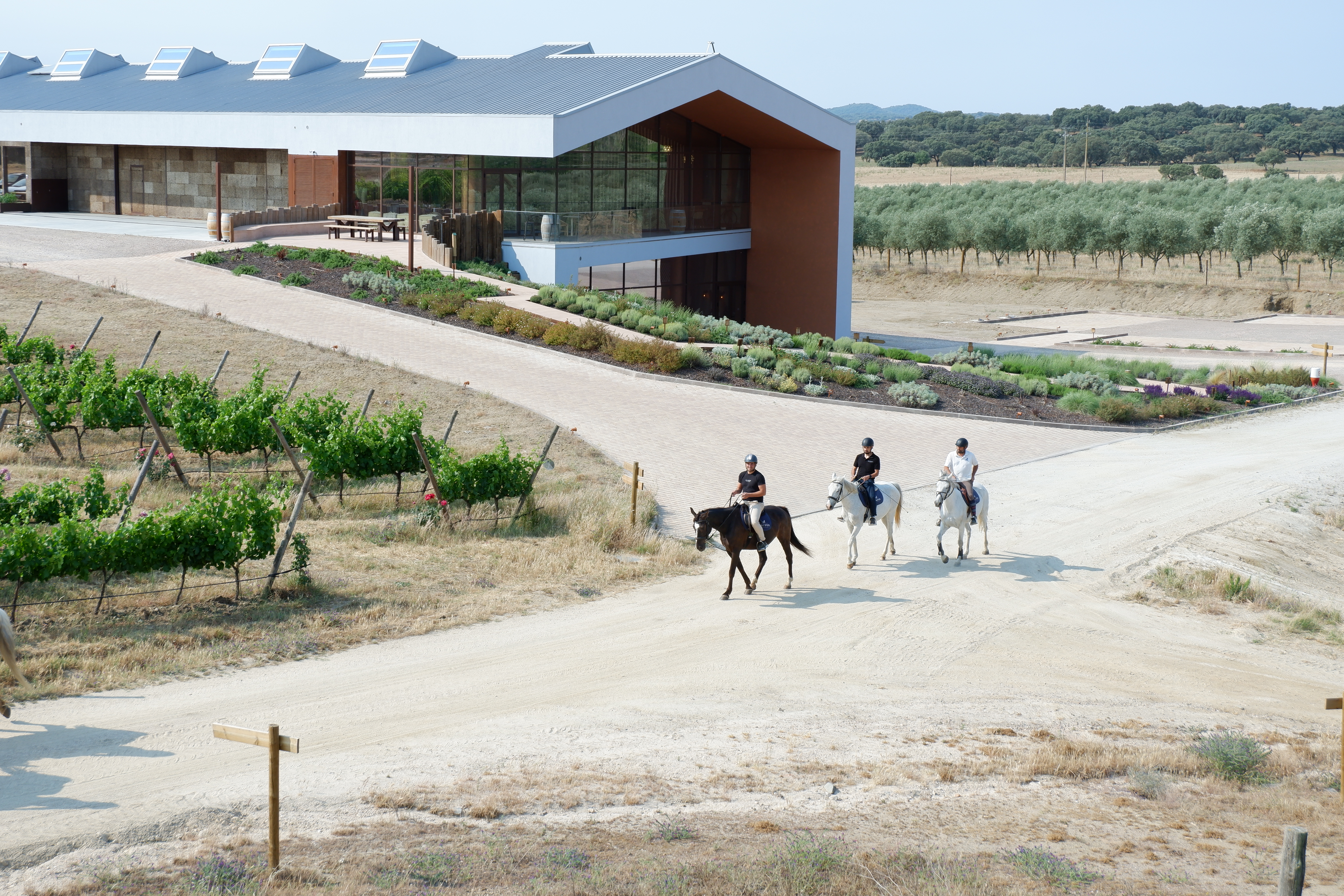 Horseback riding and wine tasting