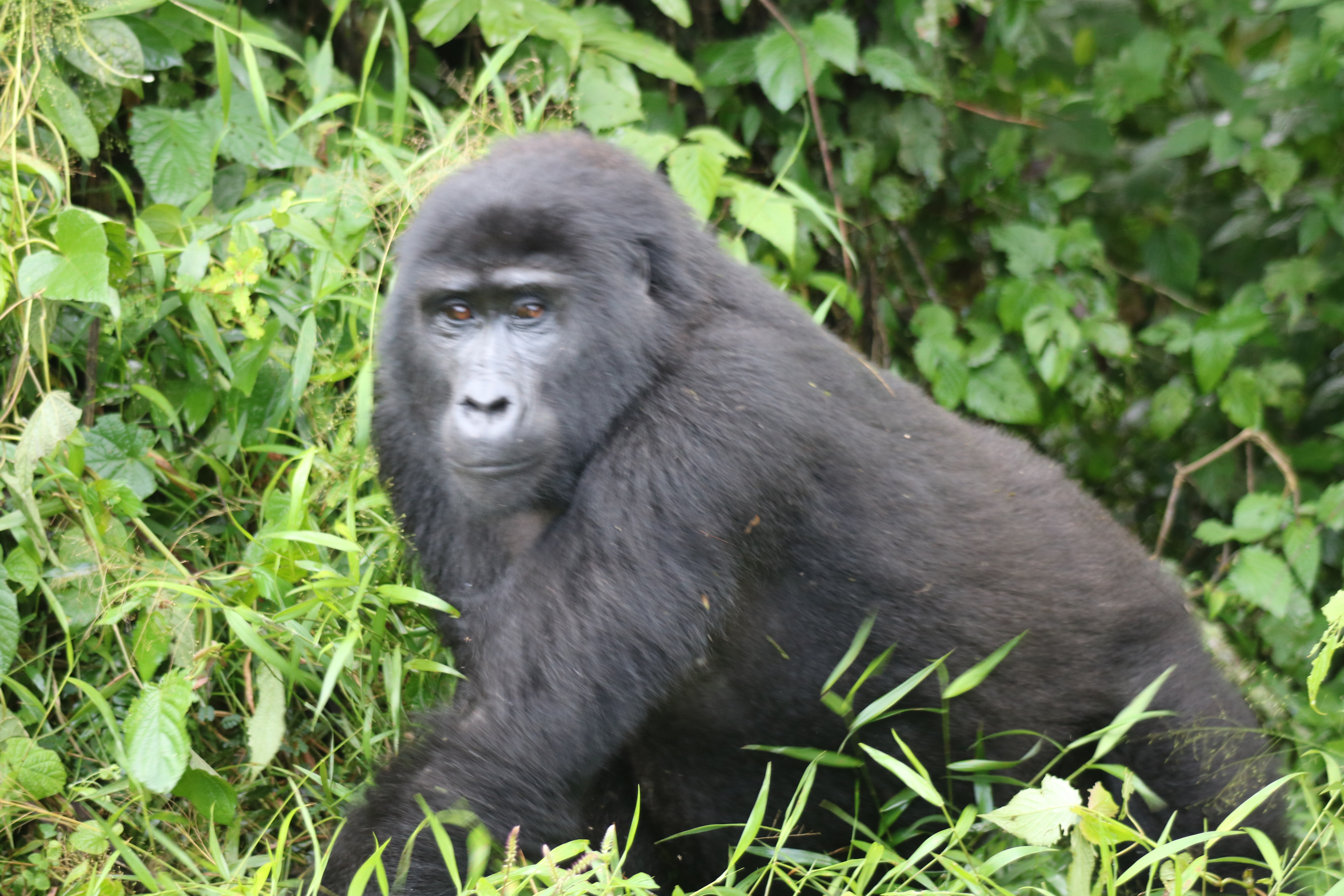 3 Day Gorilla Trekking Fly-In Safari at Bwindi National Park