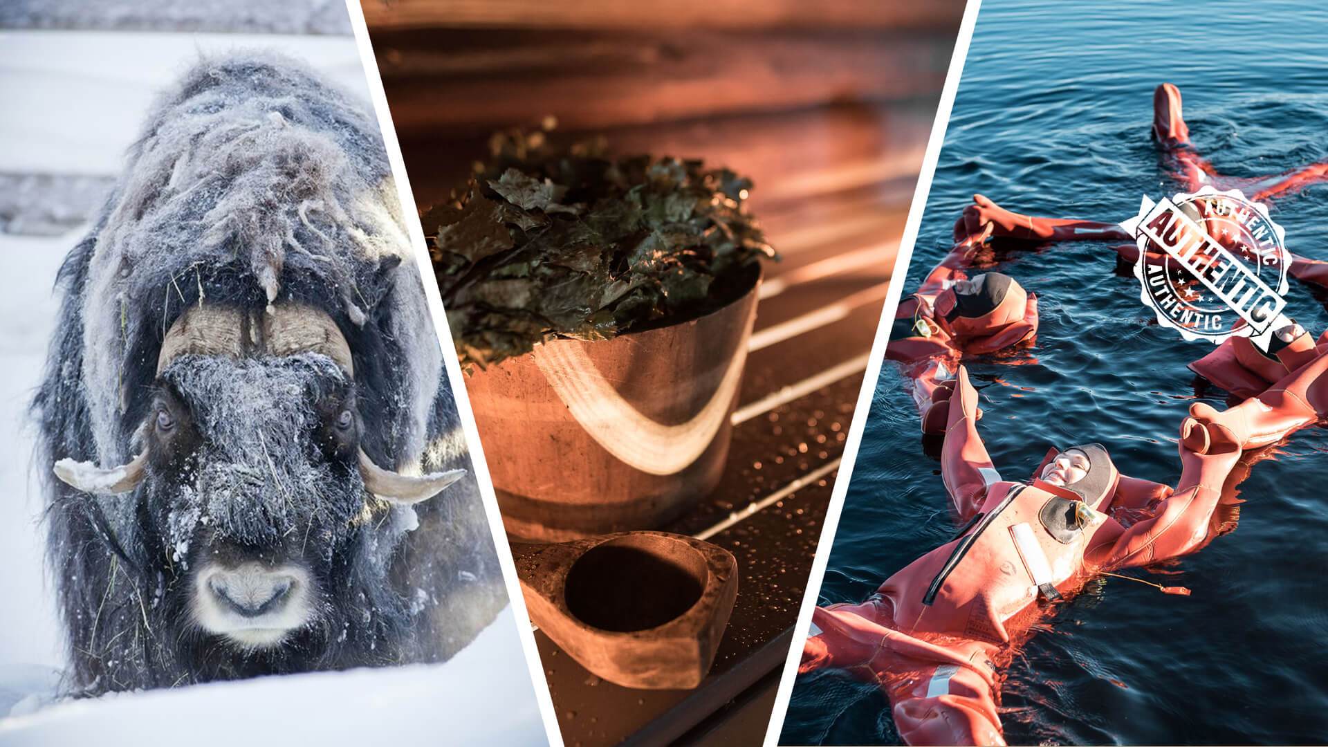 The Ultimate Lappish Adventure, with Lunch and Dinner