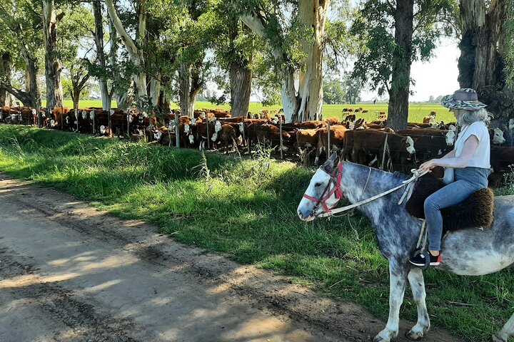 Horseback Riding Experience in Carlos Keen