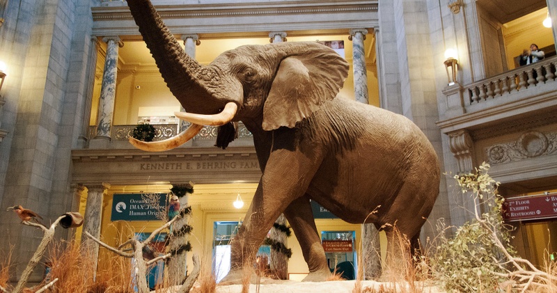 Smithsonian National Museum of Natural History Tour - Private