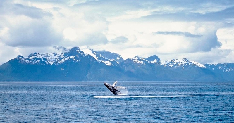 Whale Watching Tour