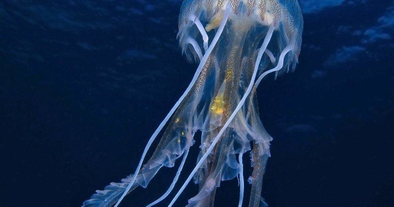 Diving in Porto Venere:  for Diver Certification Holders