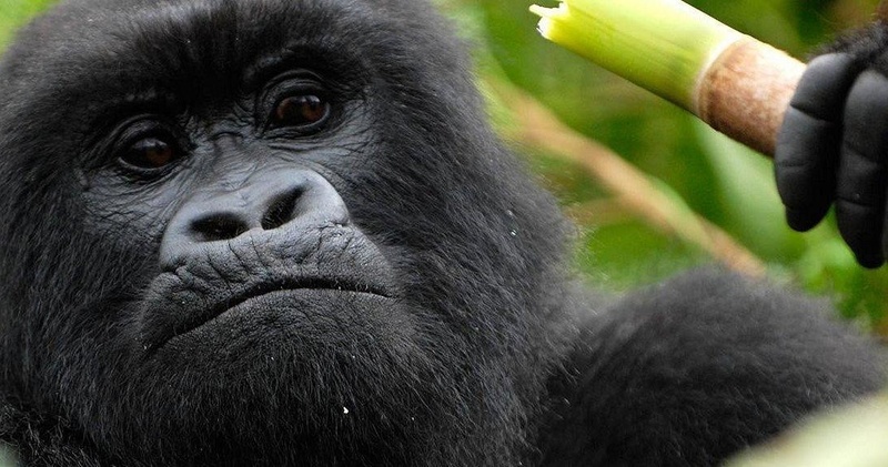 6 - DAYS UGANDA PRIMATE EXPLORER
