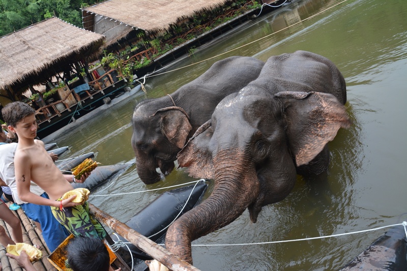 Thailand Islands & Elephants