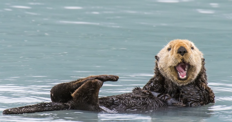 Monterey & Carmel Tour with Optional Monterey Bay Aquarium