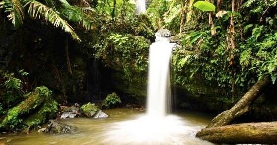 El Yunque Rainforest Hiking Tour