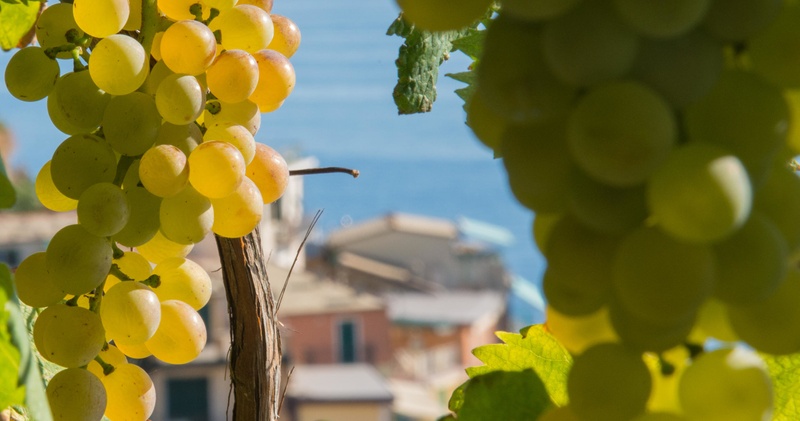 Cinque Terre – Wine Tasting:  Sensorial tasting guided by an AIS professional sommelier