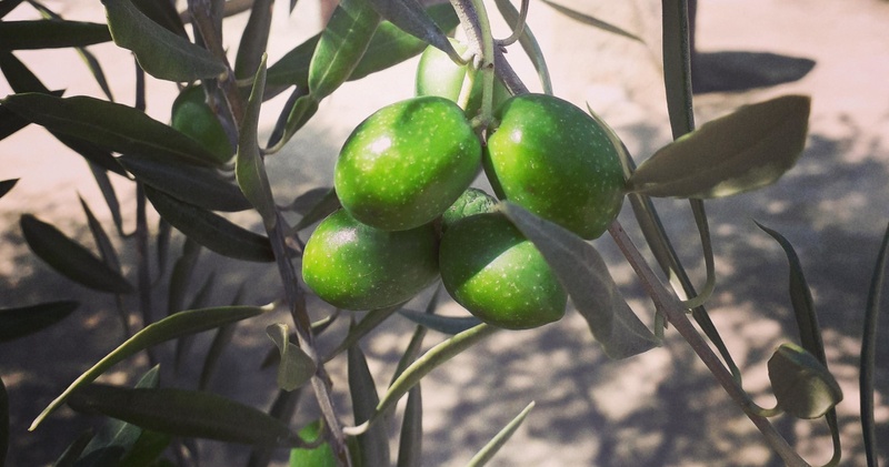 Porto Olive Oil Tasting Tour with Local Guide