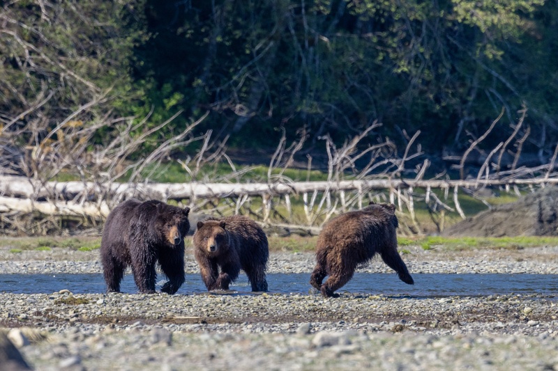 Pack Creek Brown Bear Viewing