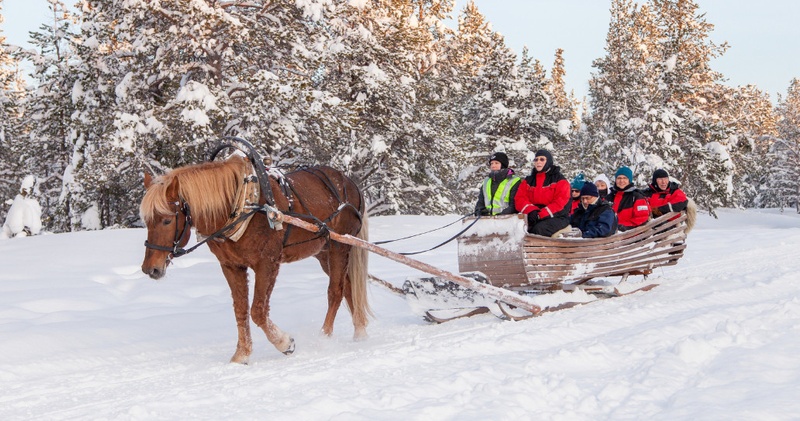 Horse Sleigh Ride