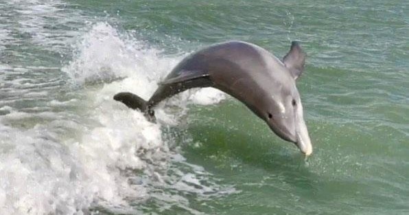 Private Dolphin Tour