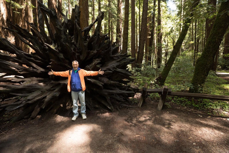 Russian River Valley Wineries and Redwoods Day Trip