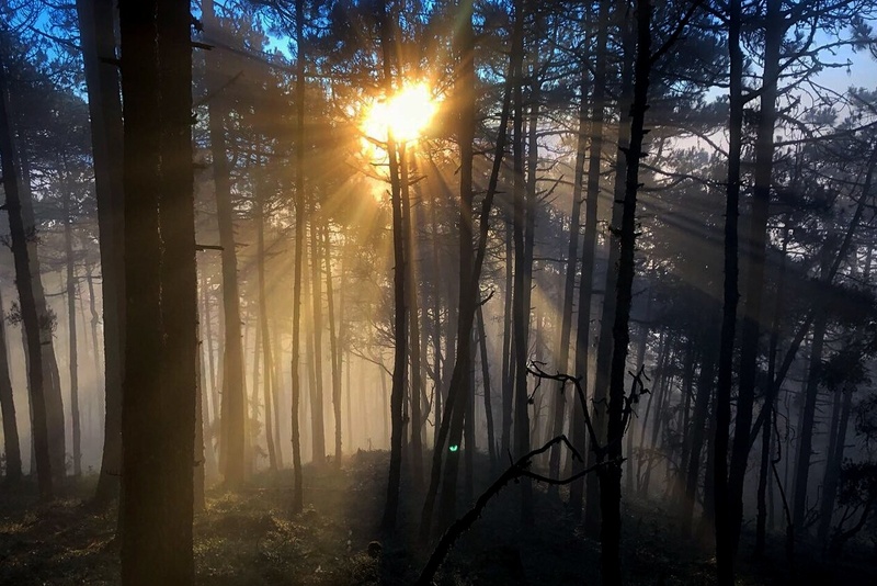 Hike with caravana canina rescue dogs Ixtepeji forest