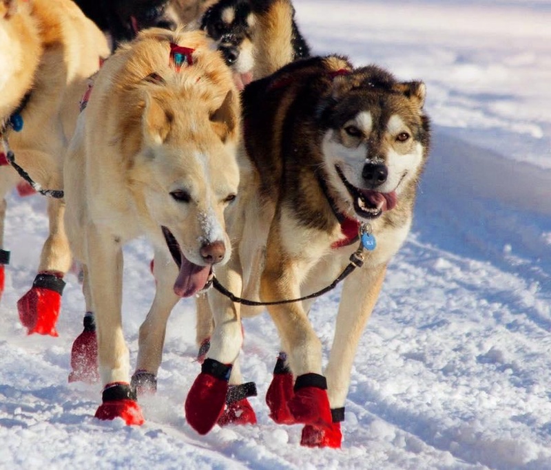 Dog Sledding