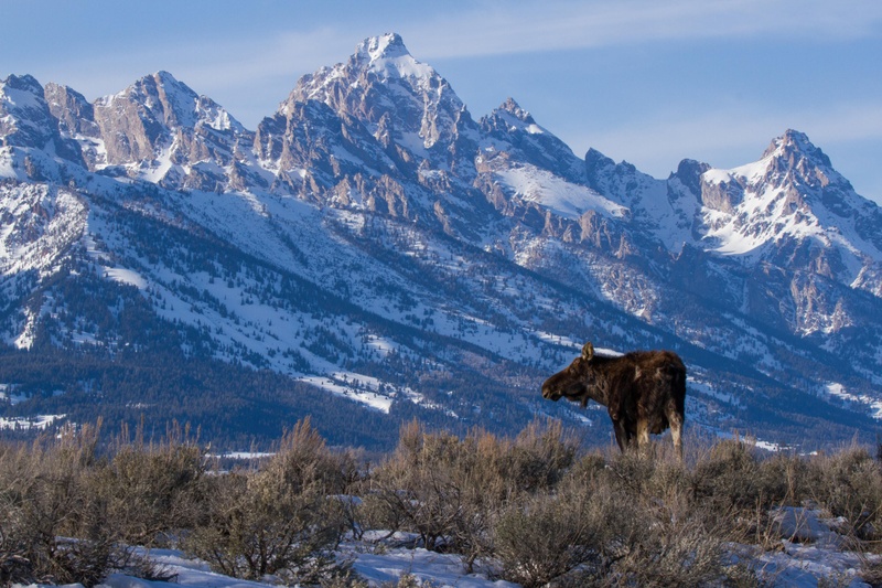 Full Day Snowshoe and Wildlife Viewing Adventure