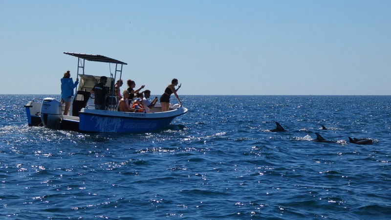 Dolphin and Whale Watching Experience