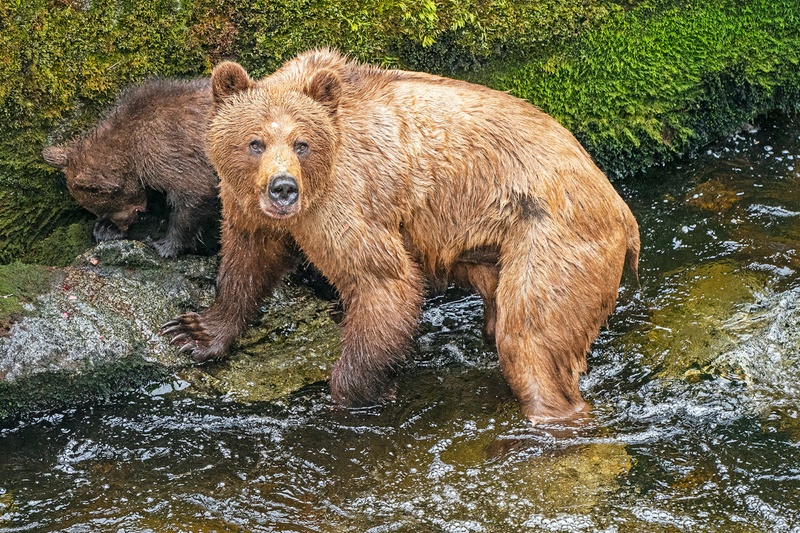 Anan Bear & Wildlife Observatory